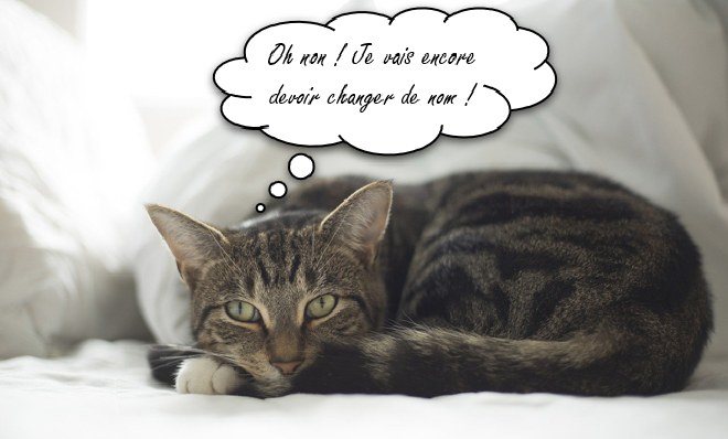 Photomontage d'un chat avec une bulle « Oh non ! Je vais encore devoir changer de nom ! »